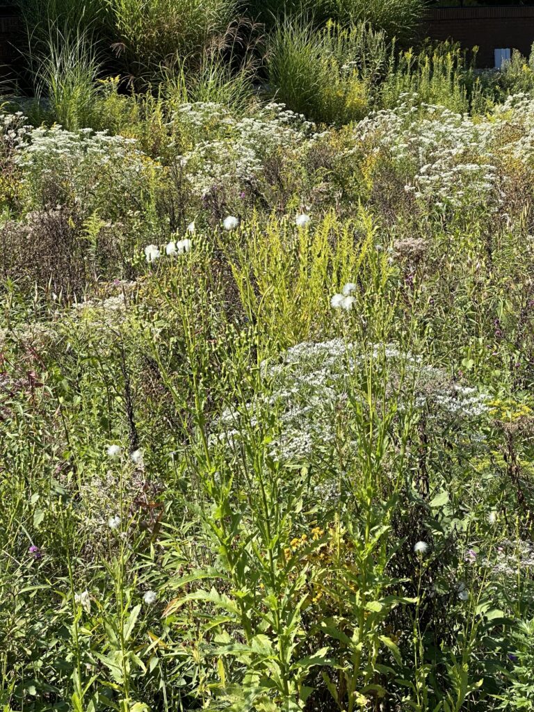 rain garden close-up