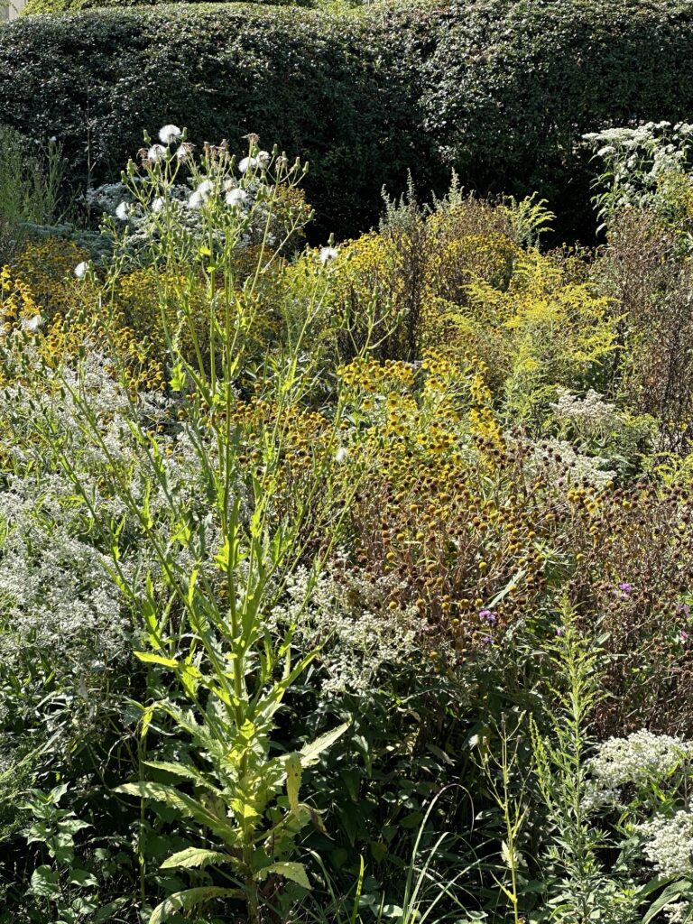 rain garden flowers