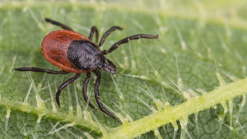 insect on leaf