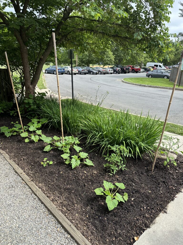 milpa garden